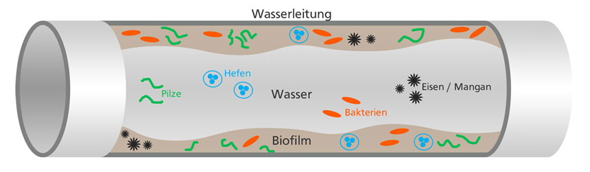 Biofilm Wasserleitung