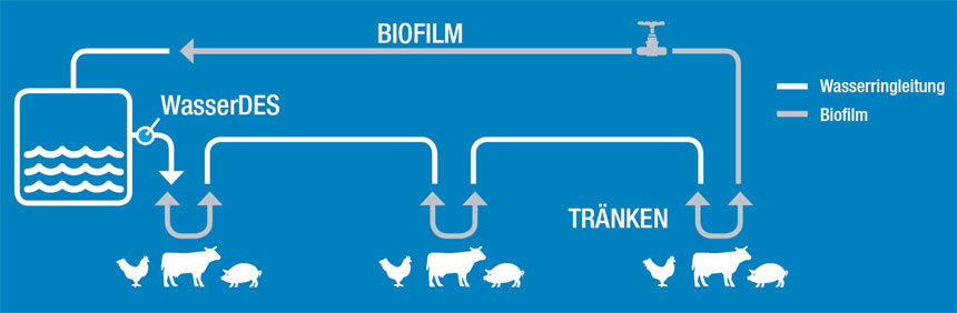 Wasserringleitung und Biofilm